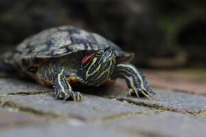 Steeds meer invasieve exoten in Nederland