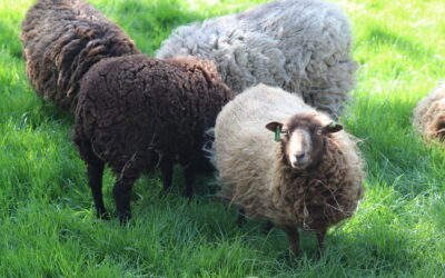 Kinderboerderijen tevreden over dierenartsen, maar kosten drukken zwaar op budget