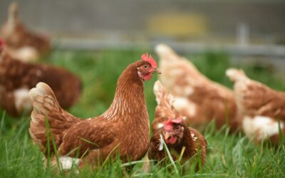 Vogelgriep vastgesteld in Gasselternijveenschemond