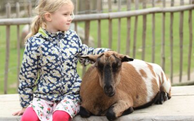 Onderzoek naar vaccinatie tegen Q-koorts op kinderboerderijen: help je mee?