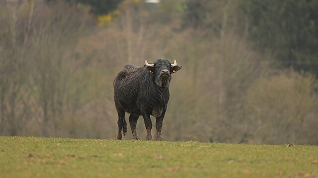 Waterbuffel in Duitsland